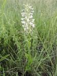 Image result for Habenaria zambesina