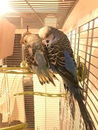 Got Budgies Over The Weekend And The Littlest Is Around 6 8 Weeks And Has Only A Couple Of Flight Feathers And Stubby Tail Feathers The Breeder Said They Haven T Grown Yet Upon