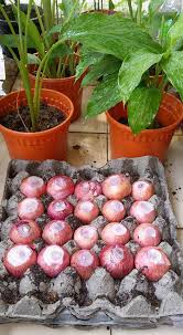 Check spelling or type a new query. Mudah Sungguh Nak Tanam Daun Bawang Tanpa Benih Di Rumah Rugi Tak Cuba Mingguan Wanita