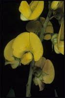 Image result for Crotalaria micans