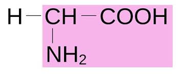 Image result for Glycine