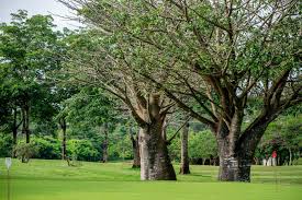 Image result for Millettia usaramensis