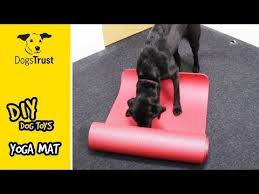 Super Easy Diy Dog Toys Downward Dog Yoga Mat Roll Out Dogs Trust Youtube Diy Dog Stuff Downward Dog Yoga Dog Yoga