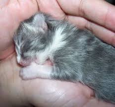 120 Best Newborn Kittens Ideas Kittens Newborn Kittens Kittens Cutest