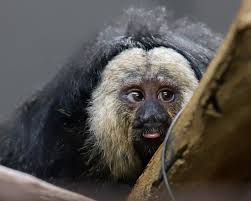 Blep😛 Happy lil #tongueouttuesday from lil Bungee!