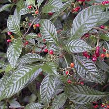 Image result for Psychotria hypsophila