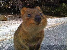 Meet The Quokka The Happiest Animal Ever Happy Animals Animals Quokka