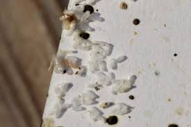 Image result for bed bugs droppings