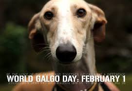 El 1 de febrero es el día internacional del galgo.este día fue escogido porque es en este mes cuando finaliza la temporada de caza, y finaliza a su vez la du. Welt Galgo Tag Am 1 Februar Dia Del Galgo World Galgo Day Sos Galgos