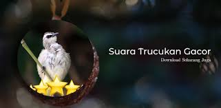 Download suara burung trucukan mp3. Download Pancingan Suara Trucukan Gacor Free For Android Pancingan Suara Trucukan Gacor Apk Download Steprimo Com