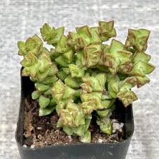 Image result for Crassula granvikii