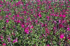 Image result for Sebaea microphylla