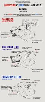 Agression Vs Fear In Wolves Cheat Sheet Snarls Animal Drawings Wolf Draw