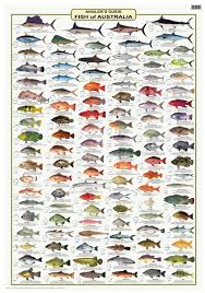 Fish Identification Wall Charts Camtas Marine Maps