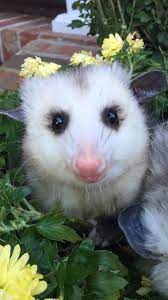 Danny And Jamie Johnson Baby Animals Funny Animals Animals Beautiful