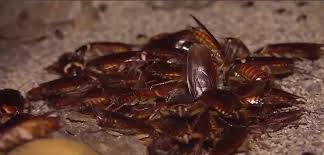 Pest expert actioneaza adaptat in functie de sectorul de business din care faci parte. Cockroaches Spiders And Scorpions Las Vegas Pest Expert Reports Rise In Service Calls