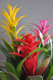 We did not find results for: Do Bromeliads Flower Once Tips On Bromeliad Care After Flowering Dummer Garden Manage Gfinger Is The Best Garden Manage App