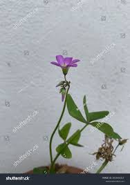 Image result for Oxalis latifolia