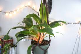 Image result for Chlorophytum filipendulum