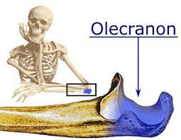 The olecranon serves as a lever for the extensor muscles that straighten the elbow joint. Olecranon Wikipedia