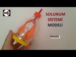 Solunum Sistemi Modeli Yapimi Youtube Science For Kids Sixth Grade Science Science Fair Experiments