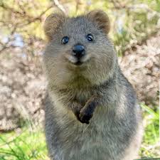 Suzana Paravac On Instagram Hello Weekend I M So Happy To See You Quokka Quokkas Perthlife Quokkalove Amaz Cute Animals Animals Beautiful Quokka Animal