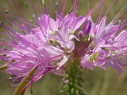 Image result for Cleome maculata