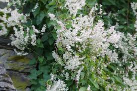 Image result for Fallopia baldschuanica