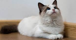 All of the cat breeds listed above are either considered low allergy cats. Are Ragdoll Cats Hypoallergenic Ragdoll Guide