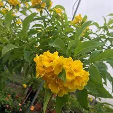 Các bạn subscribe kênh để theo. Cay Chuong Vang Hoang Yáº¿n Sang Bá»«ng Ngoi Nha Viá»‡t Gia Chá»‰ Tá»« 160k Cay To Tree Chá»‰ Ship Ha Ná»™i CÅ© Inbox Shop Nha Shopee Viá»‡t Nam