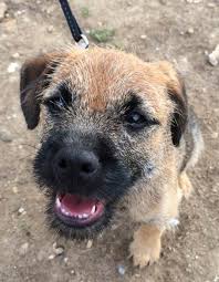 Kopeklerin Dis Bakimi Hill S Pet