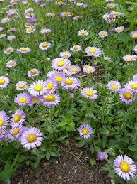 Image result for Erigeron steudelii