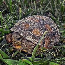 Check spelling or type a new query. Babygophertortoise Instagram Posts Photos And Videos Picuki Com