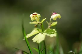 Image result for Isopyrum nipponicum