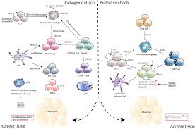 frontiers adipose tissue resident immune cells in obesity