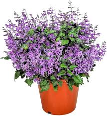 Image result for Monanthotaxis parvifolia