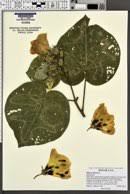 Image result for Hibiscus subreniformis