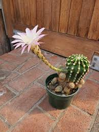 Albuca spiralis grows as a winter growing plant. Easter Lily Cactus White Plains Orchids