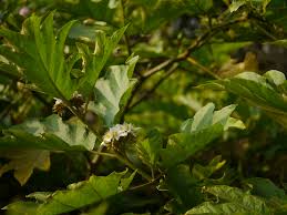 Image result for Solanum chrysotrichum