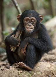 Pin By Leanne Flores On Wild Things Monkeys Funny Baby Chimpanzee Chimpanzee