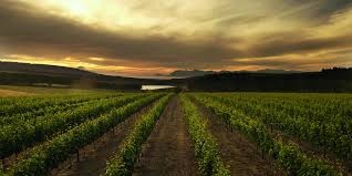 C'est la naissance de la ville du cap. L Afrique Du Sud La Rencontre Du Vin Et De L Histoire La Libre