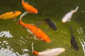 Secara alami di dalam tubuh ikan ikan koi baru yang akan dicampur di kolam sebaiknya di karantida, atau ditanyakan keadaan ikan. Bagaimana Tips Budidaya Ikan Mas Agar Menghasilkan Panen Yang Melimpah Semua Halaman Bobo