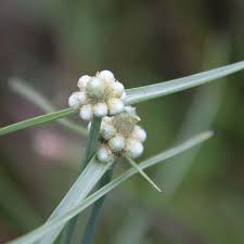 Image result for Lipocarpha chinensis