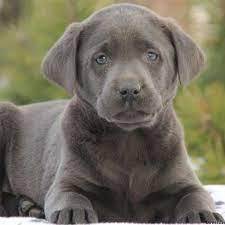 Pets come and take a look at this great litter!!! Charcoal Lab Puppies United States Charcoal Labradors