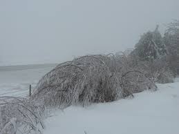 Maybe you would like to learn more about one of these? Fast Growing Screen Winter