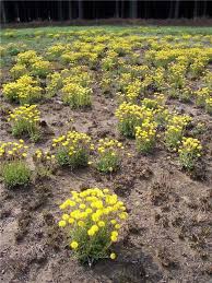Image result for Helichrysum brassii
