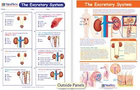 W94 4917 The Excretory System Visual Learning Guide