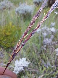 Image result for Andropogon schirensis