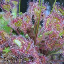 Image result for Drosera