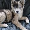 She is an active and lively puppy who wags her tail constantly! 1